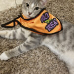 Hot Dog, the cat